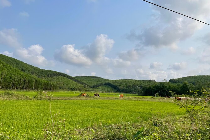 Phong Nha Countryside by Bicycle & Boat Day Trip - Transportation Options