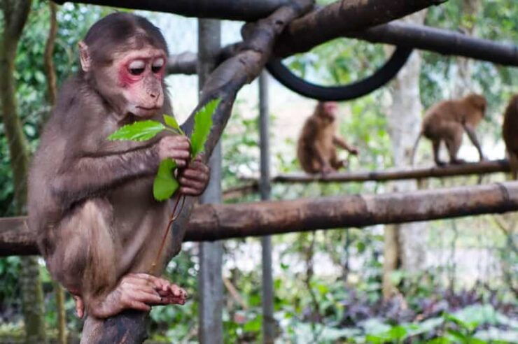 Phong Nha: Experience Jungle Adventures and Wildlife Tours - Overview of Jungle Adventures