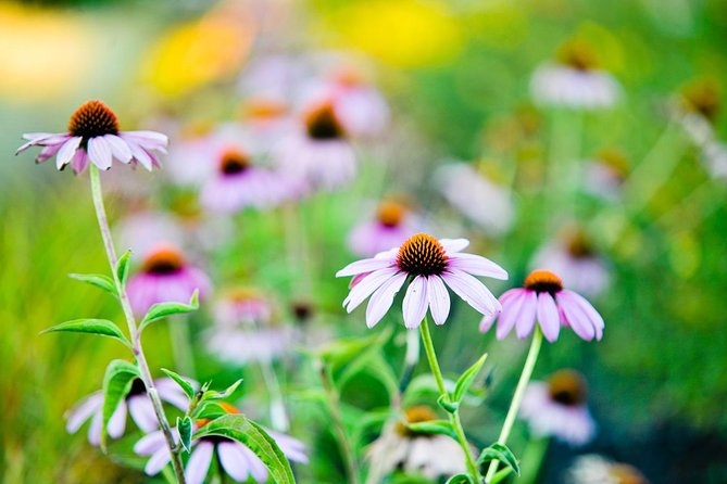 Photo Course - Level 1: Get Out of Automatic Mode! - Meeting and Pickup Details