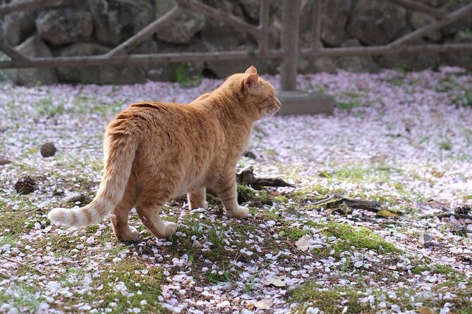 Photo Snap and Portrait - Booking Information and Pricing for Photo Snap and Portrait