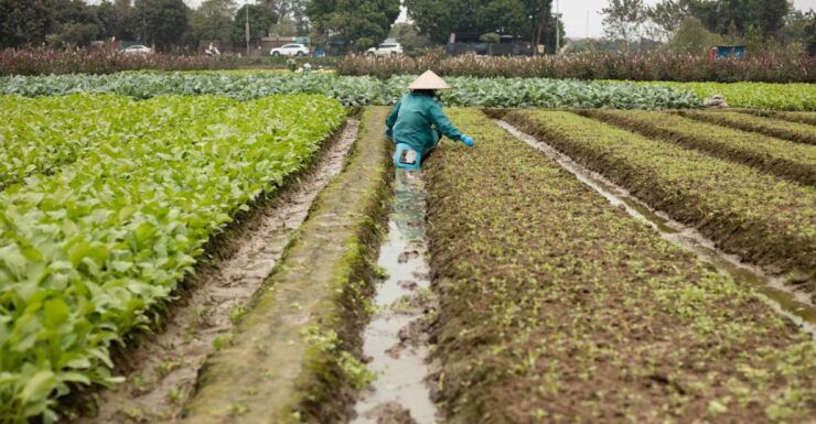 Photo Tour: Hanoi Rice Fields - Activity Details