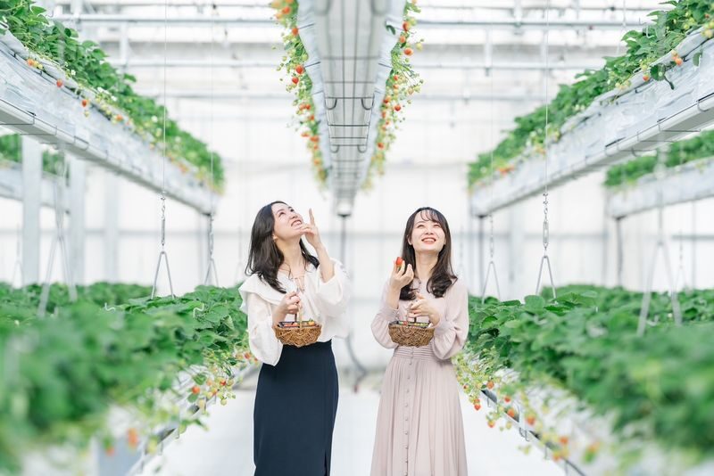 Photogenic Fukuoka Uminonakamichi, Strawberry Farm & Chinkokuji - At a glance