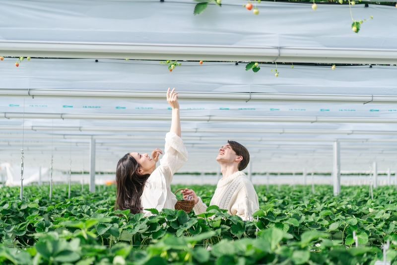 Photogenic Fukuoka Uminonakamichi, Strawberry Farm & Chinkokuji - Why this day trip works from Fukuoka