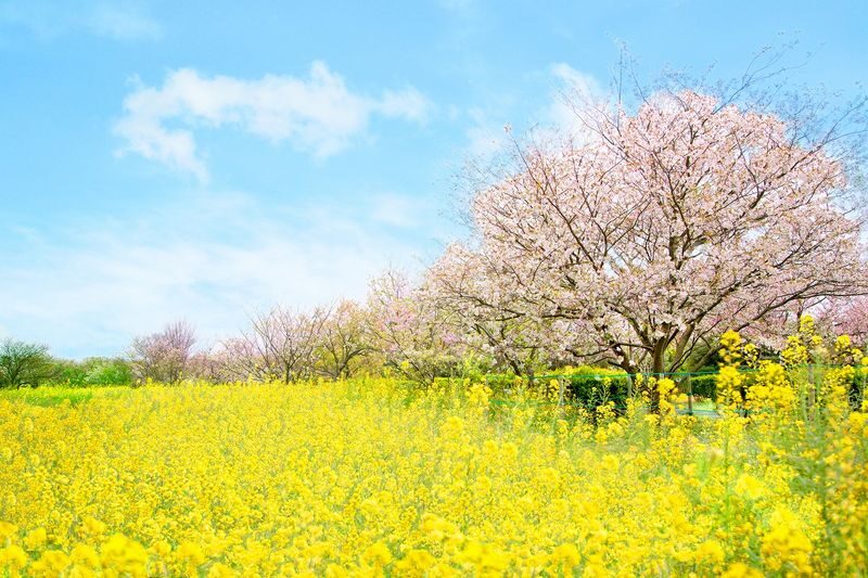 Photogenic Fukuoka Uminonakamichi, Strawberry Farm & Chinkokuji - Sky Floral Farm: strawberry picking without bending