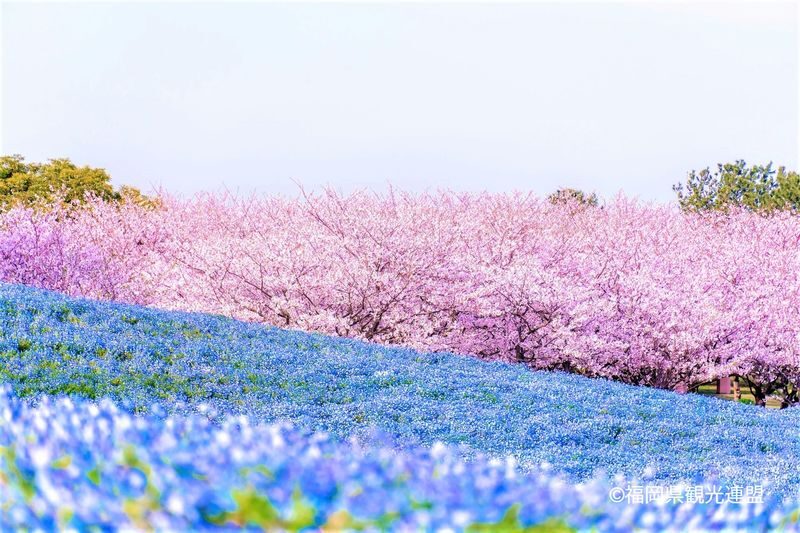 Photogenic Fukuoka Uminonakamichi, Strawberry Farm & Chinkokuji - Chinkokuji Temple: a quieter final stop