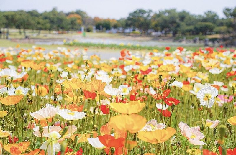 Photogenic Fukuoka Uminonakamichi, Strawberry Farm & Chinkokuji - What the schedule feels like