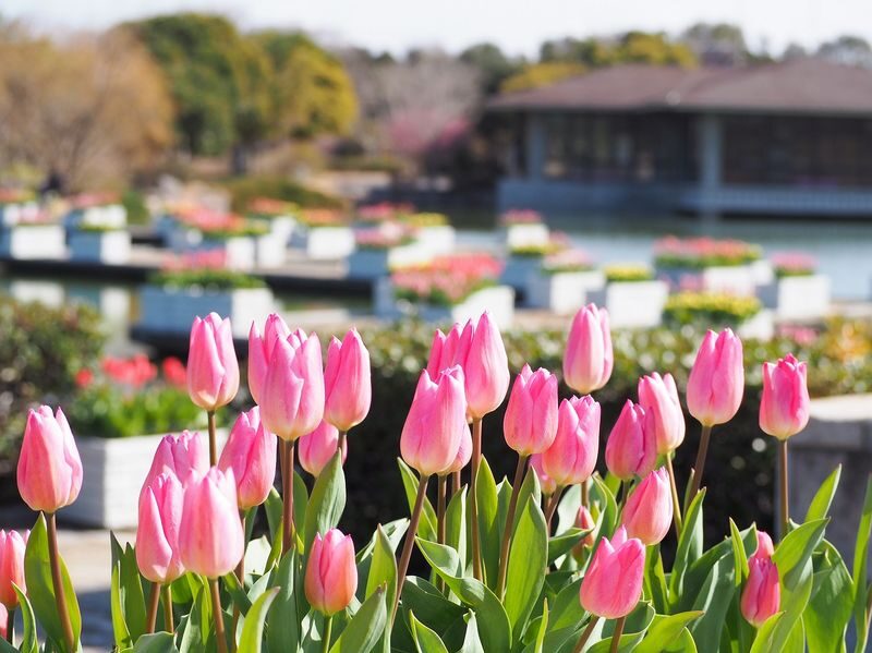Photogenic Fukuoka Uminonakamichi, Strawberry Farm & Chinkokuji - Price and practical value