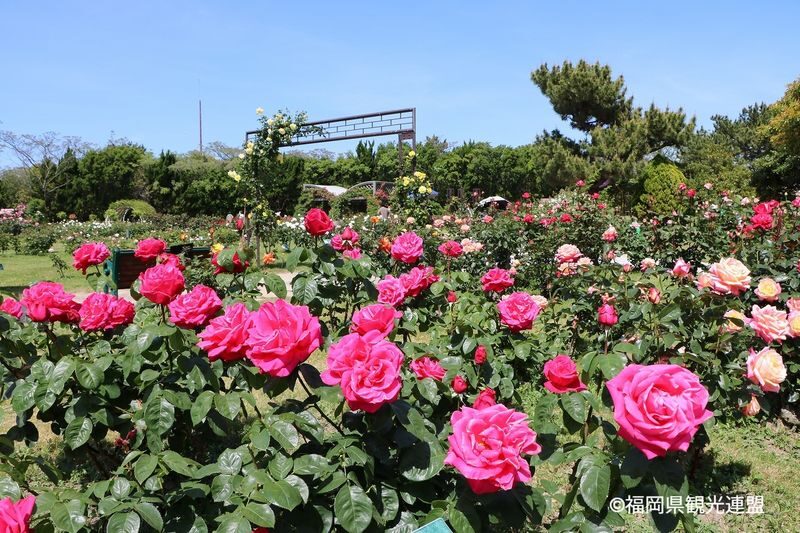 Photogenic Fukuoka Uminonakamichi, Strawberry Farm & Chinkokuji - Who should book this tour