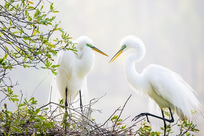Photograph Low Country Wildlife With a Professional Photographer - Good To Know