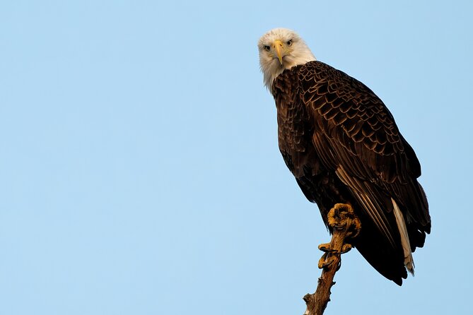 Photograph Low Country Wildlife With a Professional Photographer - Wildlife Photography Experience Overview