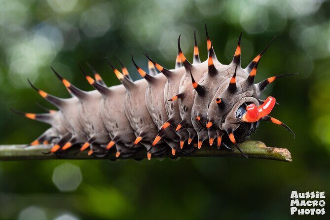 Photography and Nature in Cairns Botanic Gardens Let's Go Buggin - An In-depth Look at the Experience