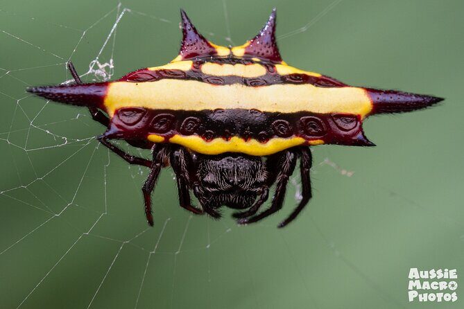 Photography and Nature in Cairns Botanic Gardens Let's Go Buggin - Who Will Love This Tour?