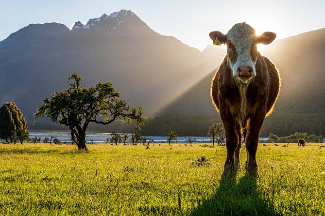 Photography Tour From Queenstown to Glenorchy - 1/2 Day - What To Expect