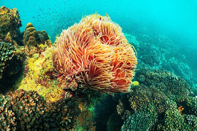 Phu Quoc 1-Day Boat Trip Snorkeling and Island Discovery - What Travelers Can Expect: Experience Highlights and Practicalities  