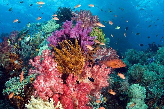 Phu Quoc 1-Day Boat Trip Snorkeling and Island Discovery - FAQ