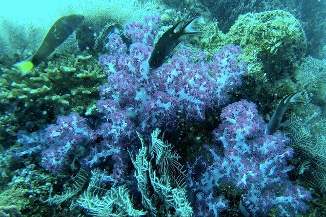 Phu Quoc 1Day Tour Diving with pro guide - Why This Tour Is Valuable