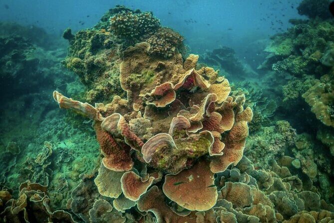 Phu Quoc Coral Reef Diving 1Day Tour - What’s Included and What’s Not