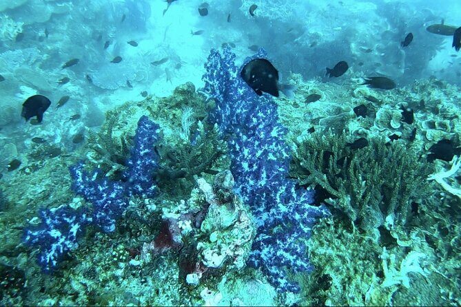 Phu Quoc Coral Reef Diving 1Day Tour - Practical Aspects and Group Experience