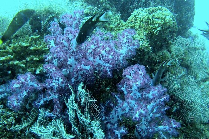 Phu Quoc Coral Reef Diving 1Day Tour - Why This Tour Is a Good Choice