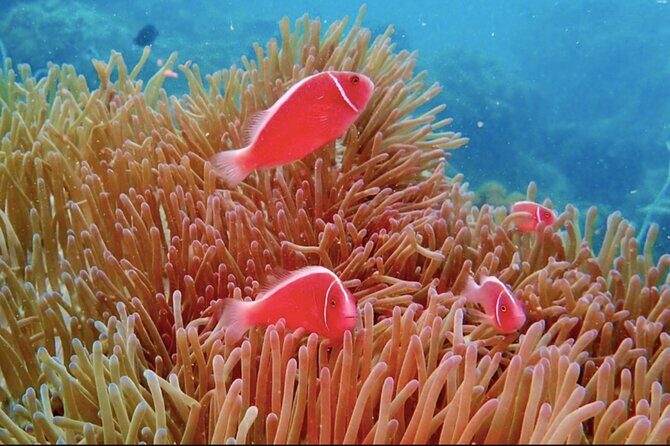 Phu Quoc Coral Reef Diving 1Day Tour - Final Thoughts