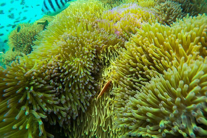 Phu Quoc Full-Day Canoe and Hon Thom Cable Ride - Exploring Gam Ghi Island