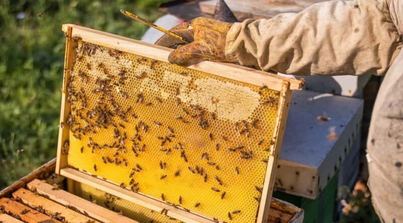 Phu Quoc: Half-Day Starfish Beach Tour (No Lunch) - Practical Details and What to Expect