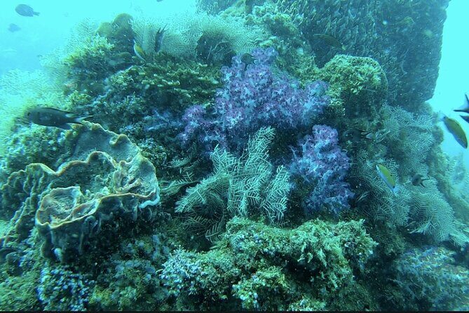 Phu Quoc Island Boat Tour with Professional Diving Experience - Authentic Marine Encounters and Stunning Views