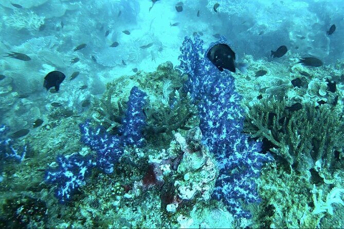 Phu Quoc Island Boat Tour with Professional Diving Experience - Who Is This Tour Best For?