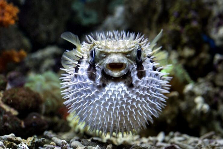 Phu Quoc Island: Scuba Diving - Dive Sites Overview