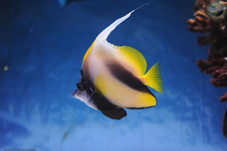 Phu Quoc Island: Scuba Diving - Equipment and Gear