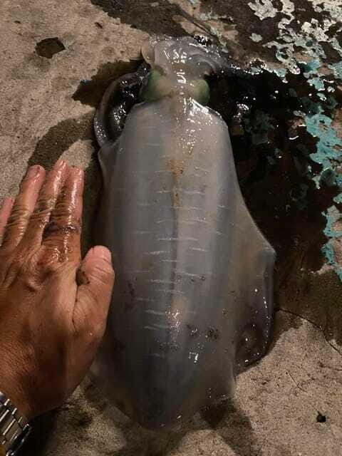 Phu Quoc Island Sunset Dinner Cruise Tour With Squid Fishing - FAQ