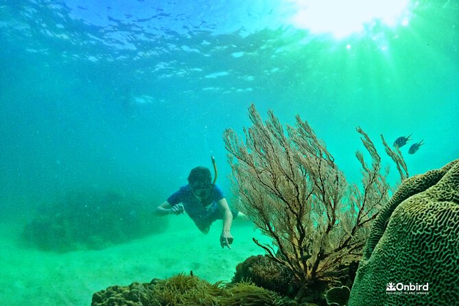 Phu Quoc Private Coral Jungle Reef Snorkel Tour - What To Expect