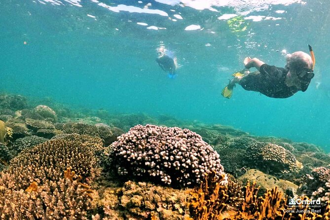 Phu Quoc Private Coral Jungle Reef Snorkel Tour - Interacting With Marine Life