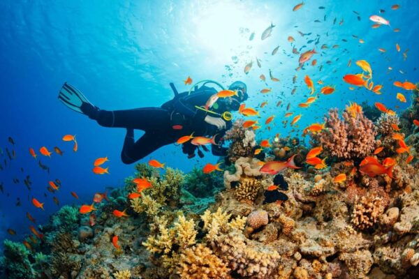 Phu Quoc Pro-Guided Coral Reef Diving Experience - Travel Tips for Divers