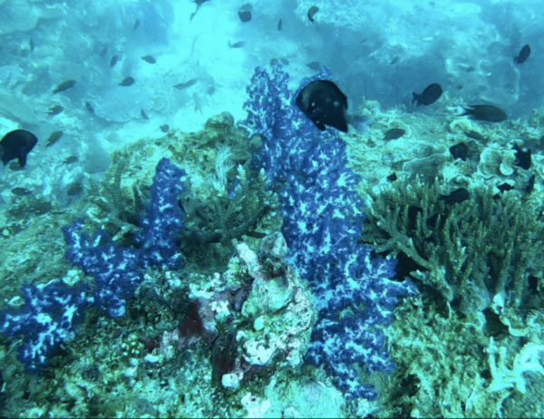 Phu Quoc Pro-Guided Coral Reef Diving Experience - Frequently Asked Questions
