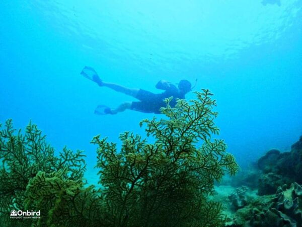 Phu Quoc: Pro Snorkeling to 3 Coral Reefs & Beach (MAX 12) - Frequently Asked Questions