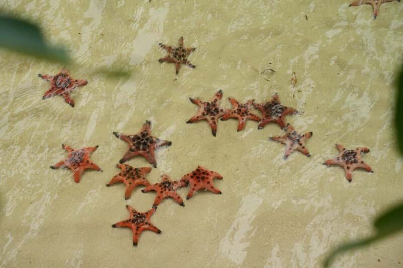 Phu Quoc: Rach Vem Starfish Kingdom & Cooking Experience - What to Expect from This Tour