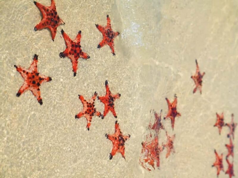 Phu Quoc: Rach Vem Starfish Kingdom & Cooking Experience - Authenticity and Unique Experiences