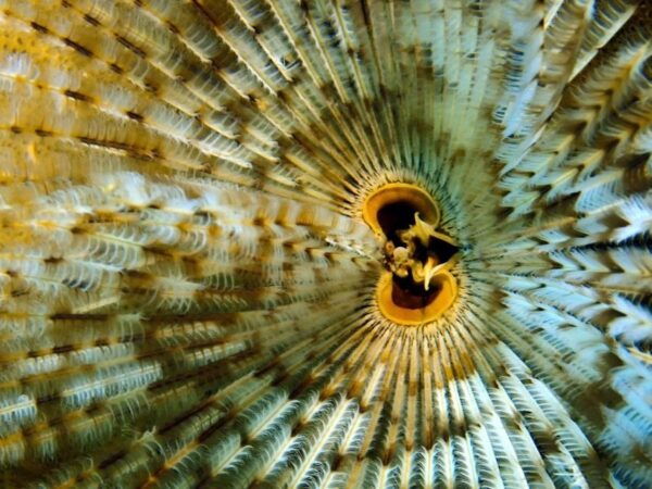 Phu Quoc: Scuba Diving Experience for All Levels - Common Questions