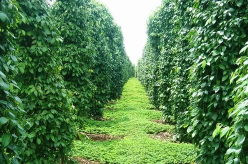 Phu Quoc South Island Tour Lunch & No-Pressure Shopping - FAQ