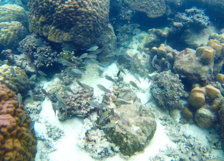 Phu Quoc: Speedboat Tour to 4 Islands in the South - Activity Details