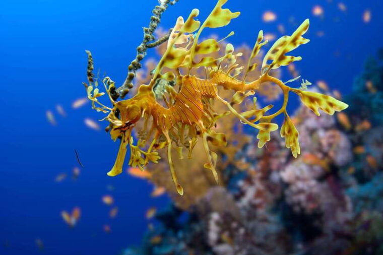 Phuket: 2 Dives for Non-Certified Beginners in Racha Yai - Included Services and Equipment
