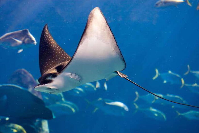 Phuket: 2 Dives for Non-Certified Beginners in Racha Yai - Preparing for Your Scuba Adventure