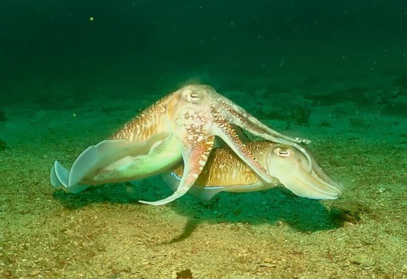 Phuket: 3 Dive Koh Phi Phi/Shark Point Scuba Diving Day Trip - Who Will Love This Tour?