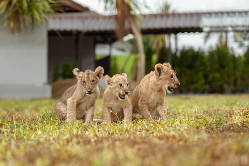Phuket Big Buddha city tour + Lion Land with tour guide(ENG) - Insights from Reviews