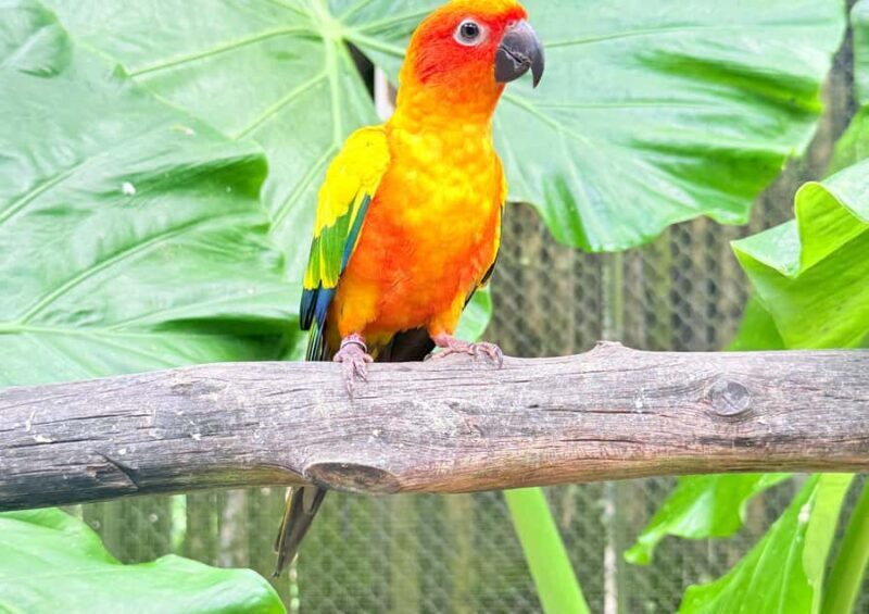 Phuket: Bird Park, Elephant Feeding, ATV Ride & City Tour - FAQs