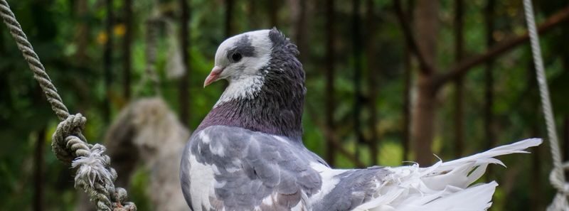 Phuket Bird Park Ticket - What to know before you go