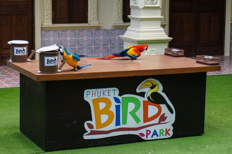 Phuket Bird Park Ticket - What to consider about animal welfare