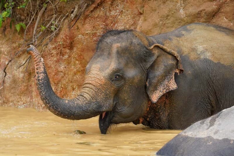 Phuket: Bukit Elephant Park Sanctuary Tour with Lunch - Good To Know