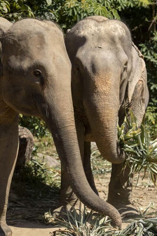 Phuket: Bukit Elephant Park Sanctuary Tour with Lunch - Good To Know